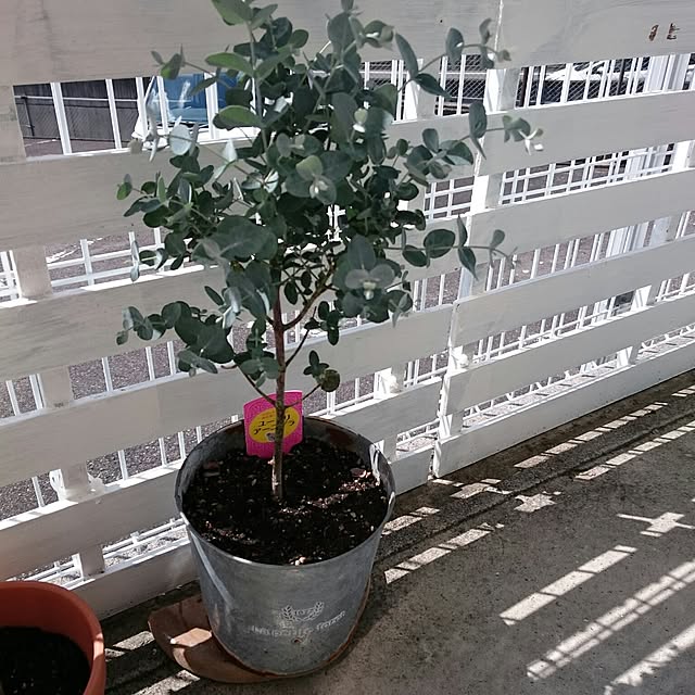 ichigoさんの実例写真