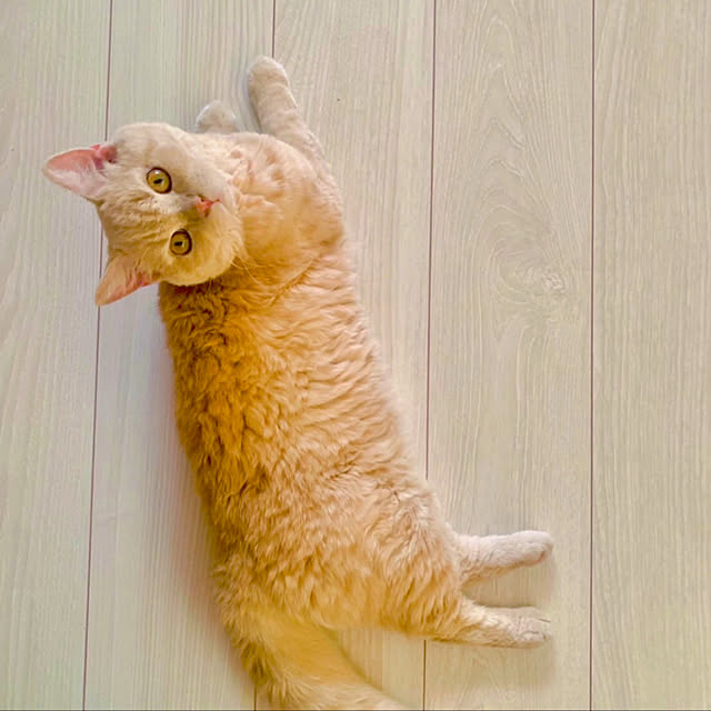 naokoさんの実例写真