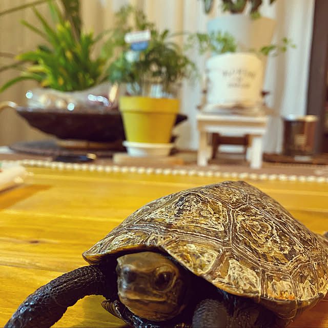 santa_monica1020yuさんの実例写真