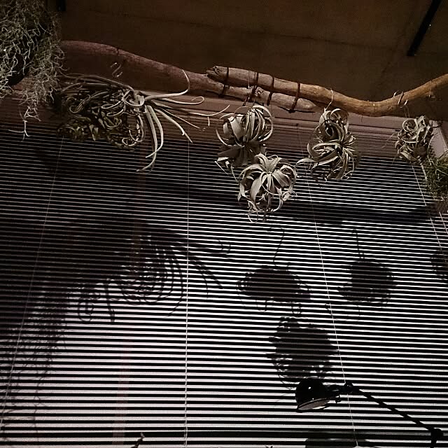 DailyRoomclip