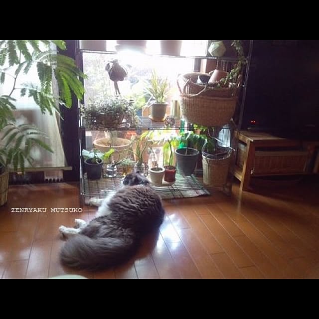 Mutsuo さんの実例写真