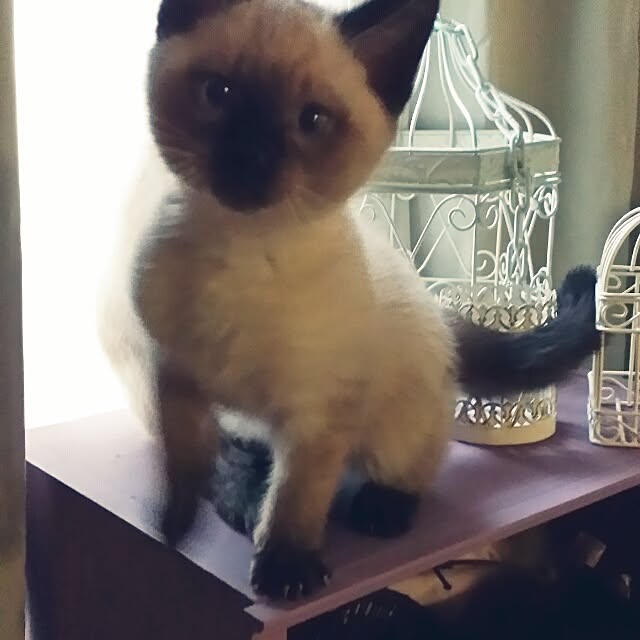 miuutheaさんの実例写真