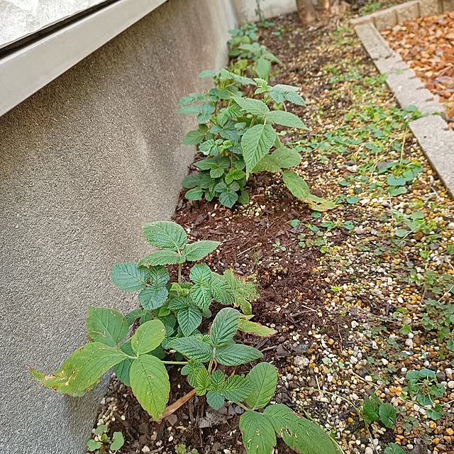 soyokoさんの実例写真