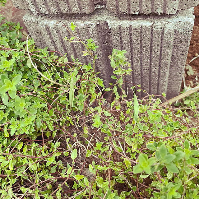 mayukoさんの実例写真