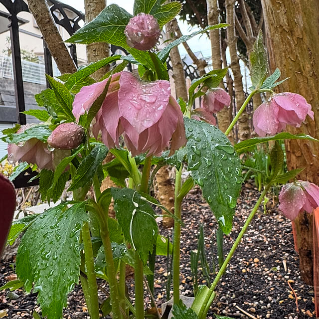 mamizaさんの部屋