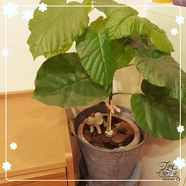 makkoさんの実例写真