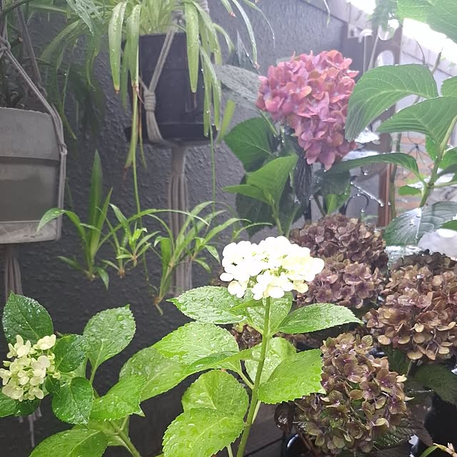 noaさんの実例写真