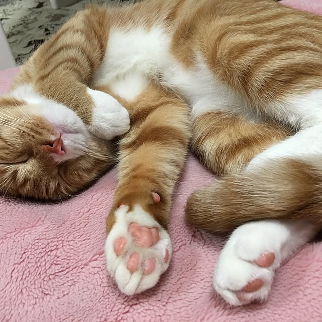 CATさんの実例写真