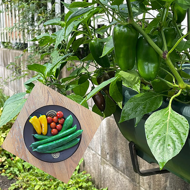 nobikoさんの部屋