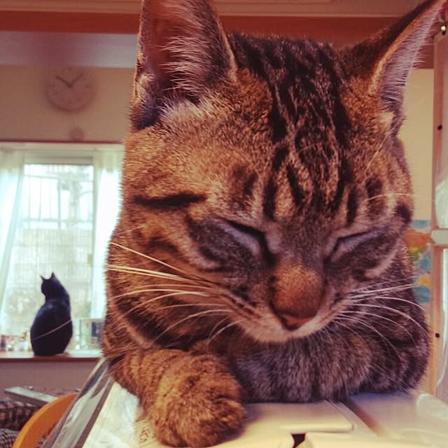 実例写真