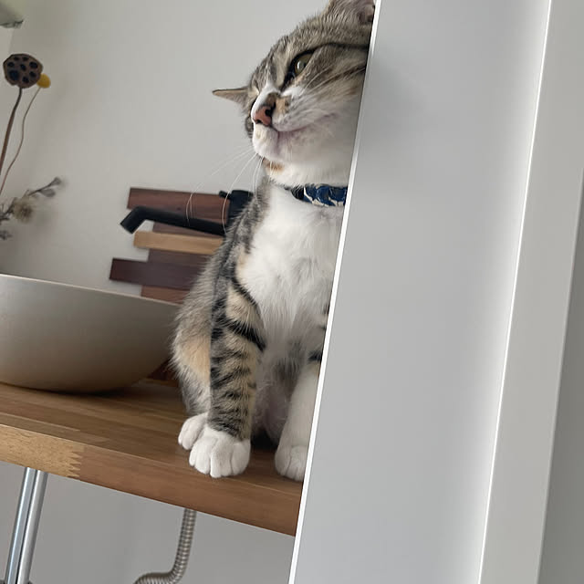 miniさんの部屋