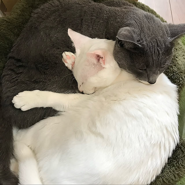 猫と暮らす/リビングのインテリア実例 - 2022-02-05 19:29:24