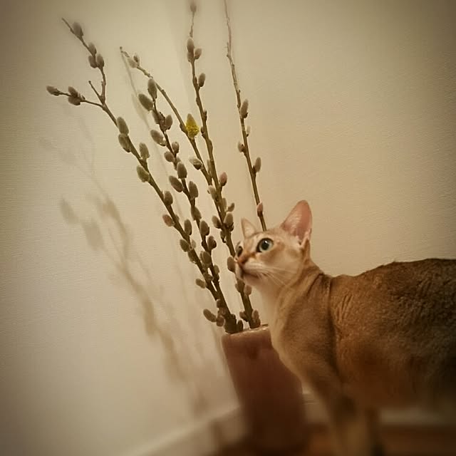 Jcさんの実例写真