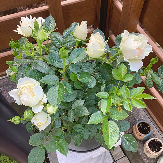 haruminさんの部屋