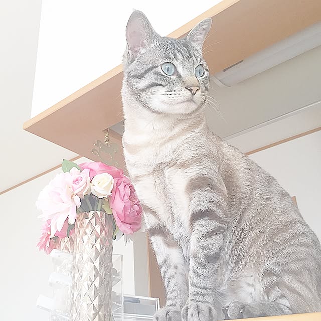 chieさんの実例写真