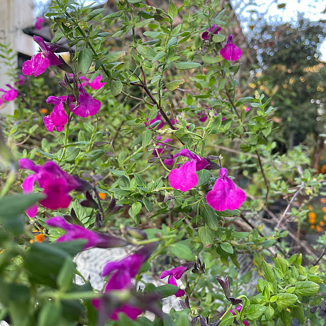 natsumiさんの部屋