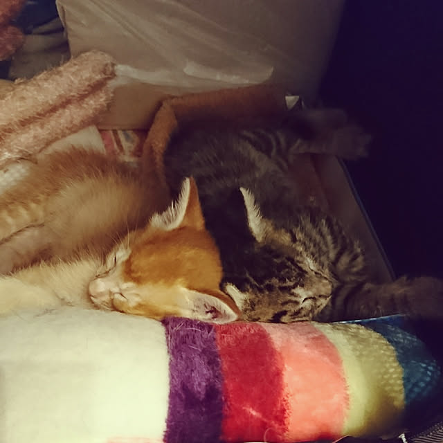 tomoさんの実例写真