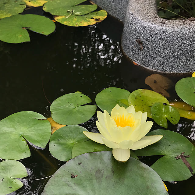 canmilmamaさんの実例写真