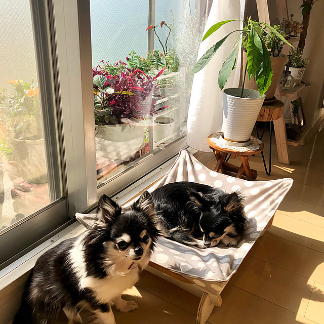 miyakoさんの実例写真