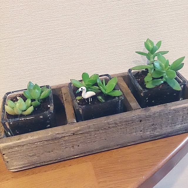 玄関/入り口/植物/雑貨のインテリア実例 - 2014-06-05 16:45:03