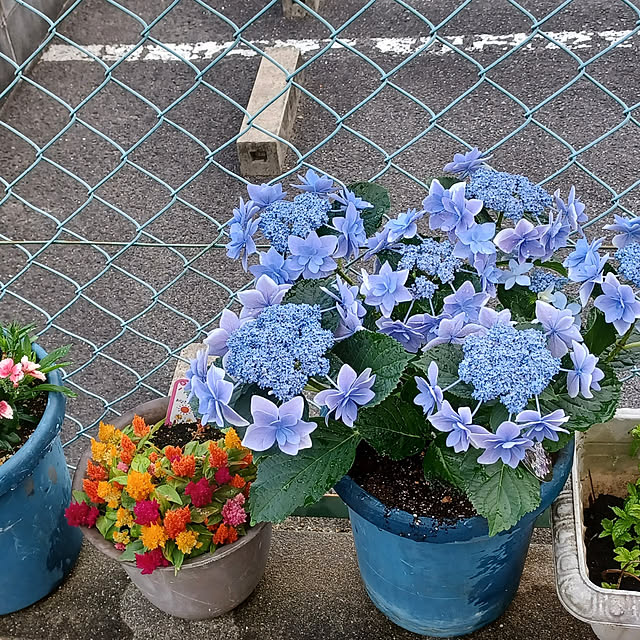 Shokoさんの実例写真