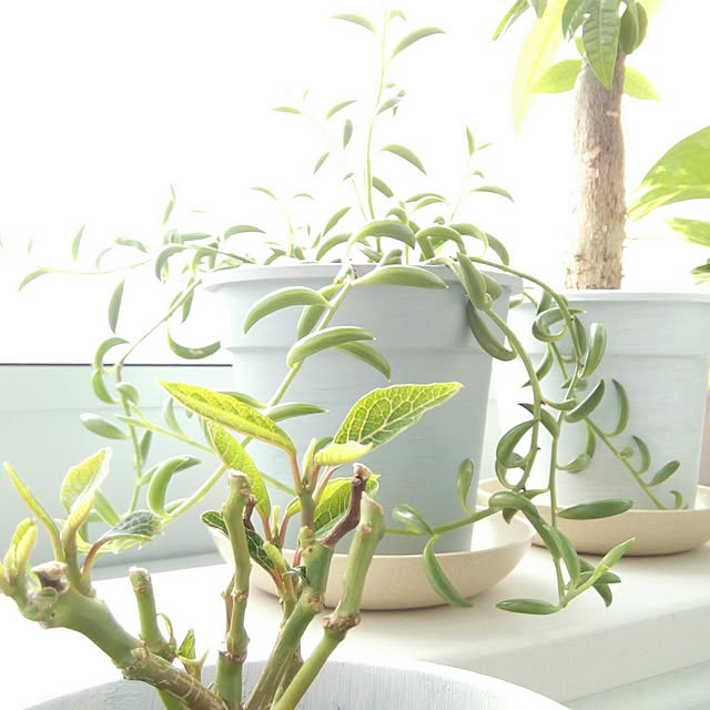aoさんの実例写真