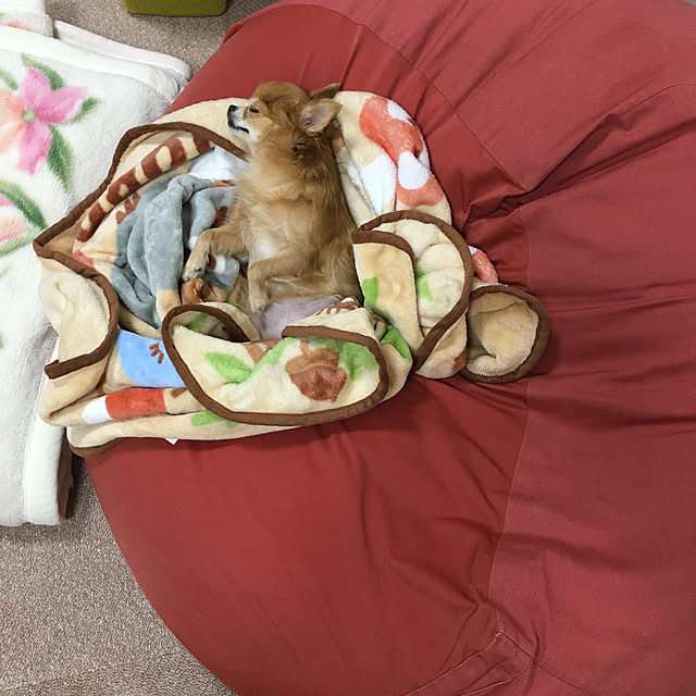 koroさんの実例写真