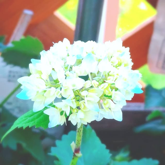 mariaさんの実例写真