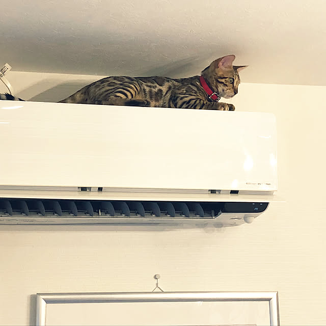 iranさんの実例写真