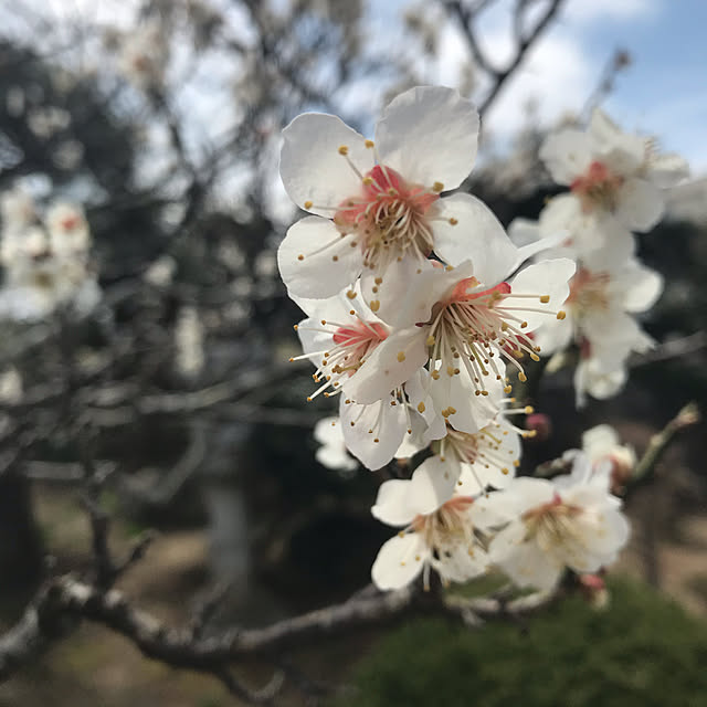 Nagakoさんの実例写真