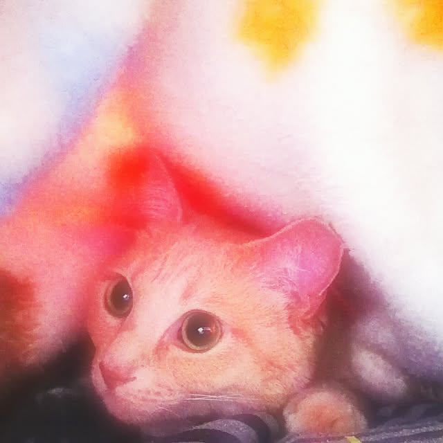 nana.maroさんの実例写真