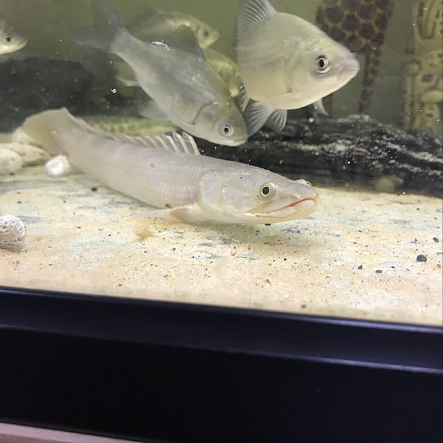 tornadeさんの実例写真