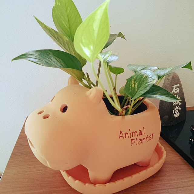 cananさんの実例写真