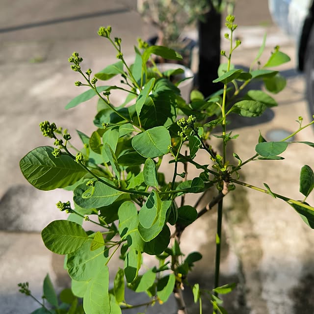部屋全体/春/みていただきありがとうございます❤️/好きなものに囲まれた暮らし/植物のある暮らし...などのインテリア実例 - 2025-05-13 19:28:51