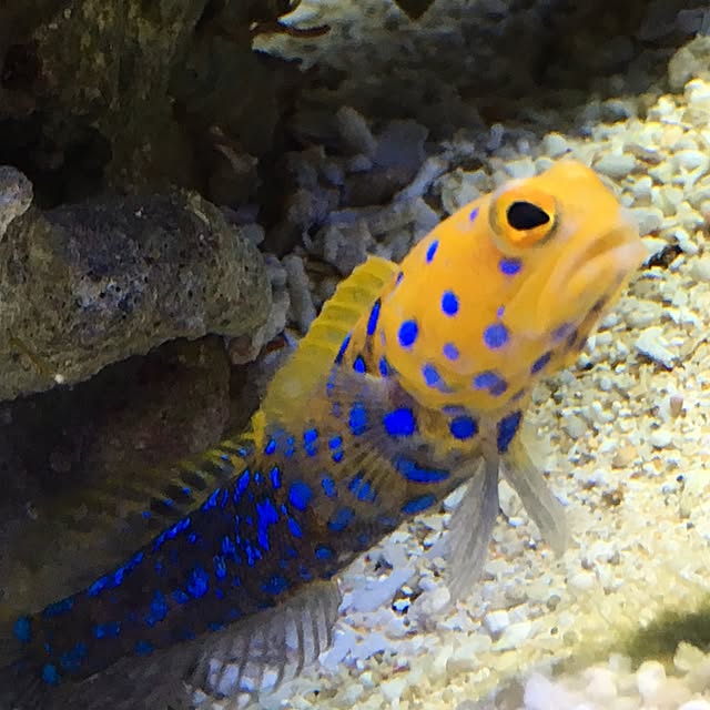 aquarium_seaさんの実例写真