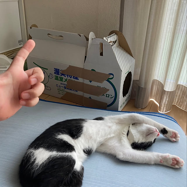 dekax2さんの実例写真