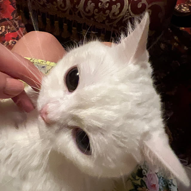 AYUKOさんの部屋