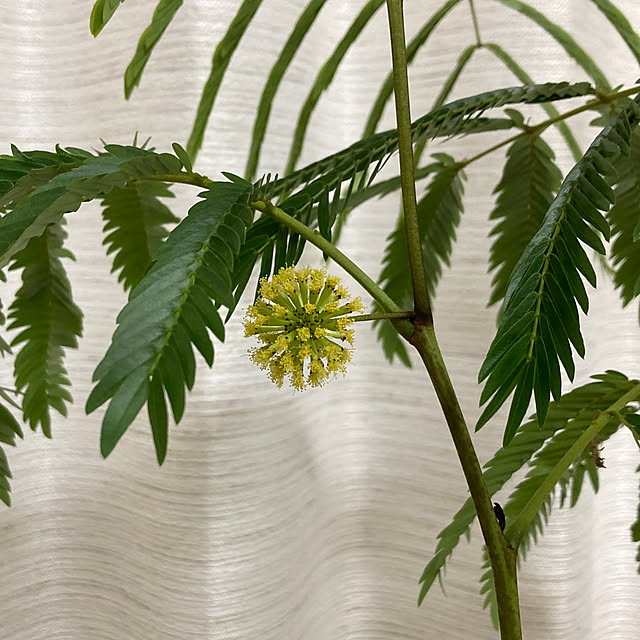 green3さんの部屋