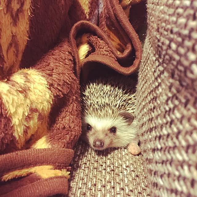harryさんの実例写真