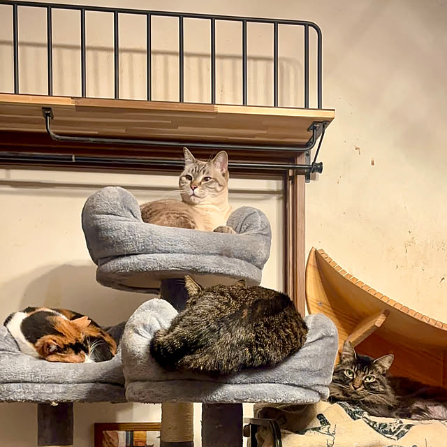 butachanさんの実例写真