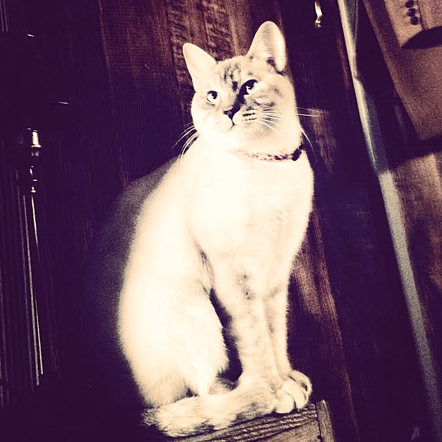 Naoki.さんの実例写真