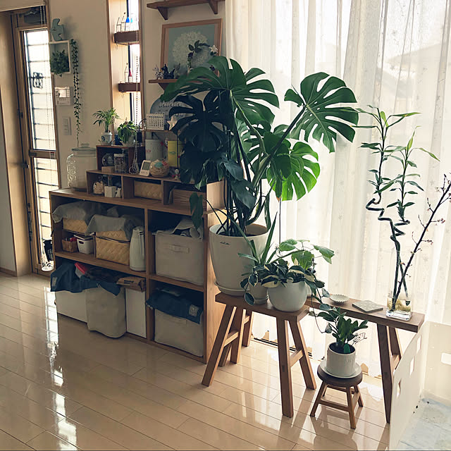 loliontoaliceveの-モンステラ 観葉植物 送料無料 モンステラ6号 プレゼント ギフト 卒業祝い 入学祝い 退職祝い 新築祝い 引越し祝い 開店祝い 開所祝い 開業祝い 移転祝い 誕生日 お礼 お祝い 結婚記念日 結婚祝い 就職祝いの家具・インテリア写真