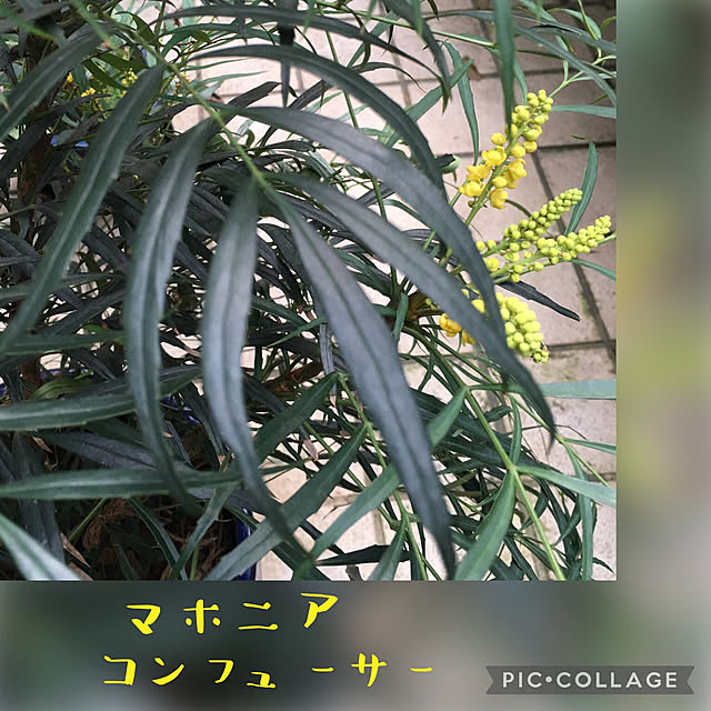 happy-sachiさんの実例写真