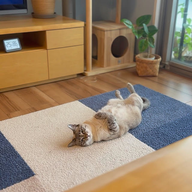 amさんの実例写真