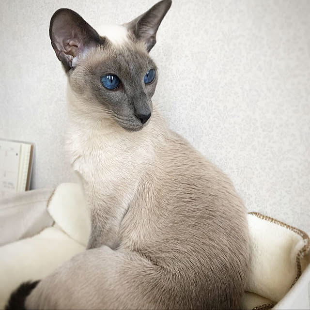 mujinekoさんの実例写真