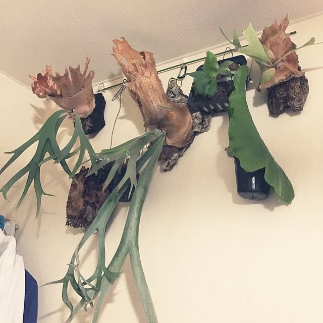 HIROさんの実例写真