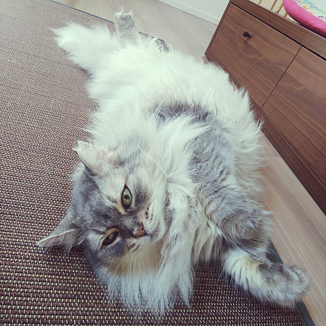 mahimarikoさんの実例写真