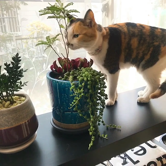 nyanko-beamさんの実例写真