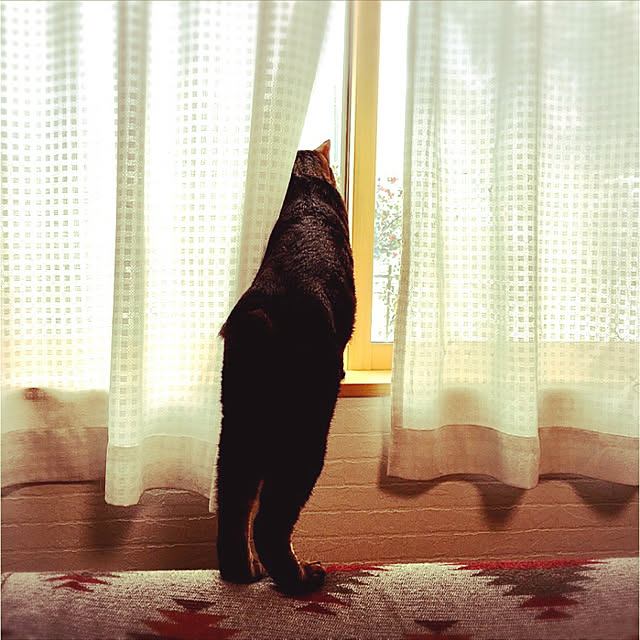 simaocchiさんの実例写真