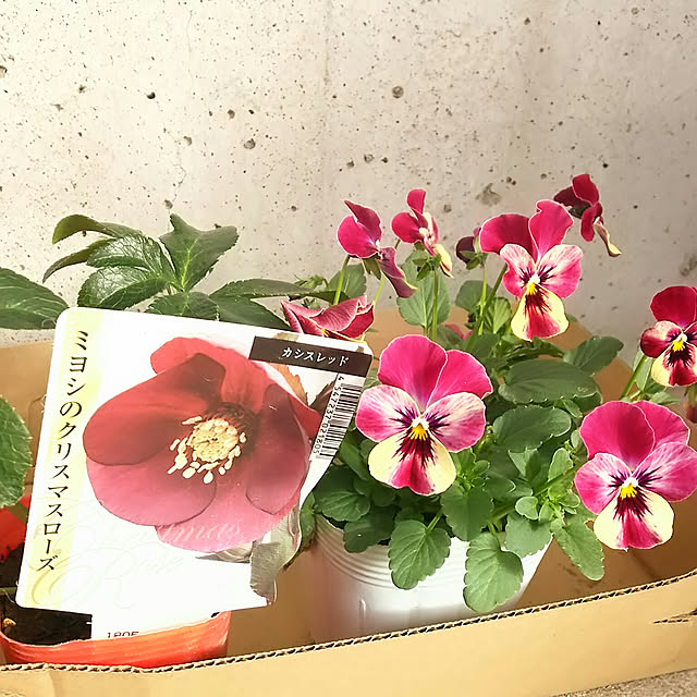 arioさんの実例写真